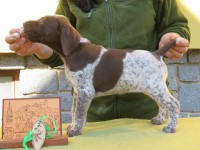 /album/fotogalerie-vrh-z/7-fena-hnedy-belous-2-jpg1/